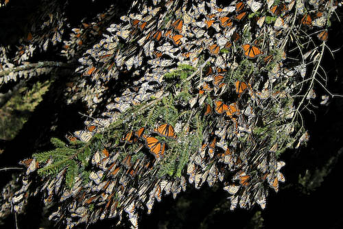 Grappe de papillons Monarches